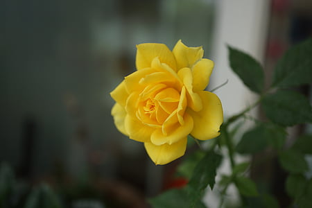 žuta, Jasmin, biljka, priroda, cvijet, latica, Krupni plan