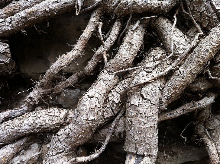 raíz, árbol, naturaleza