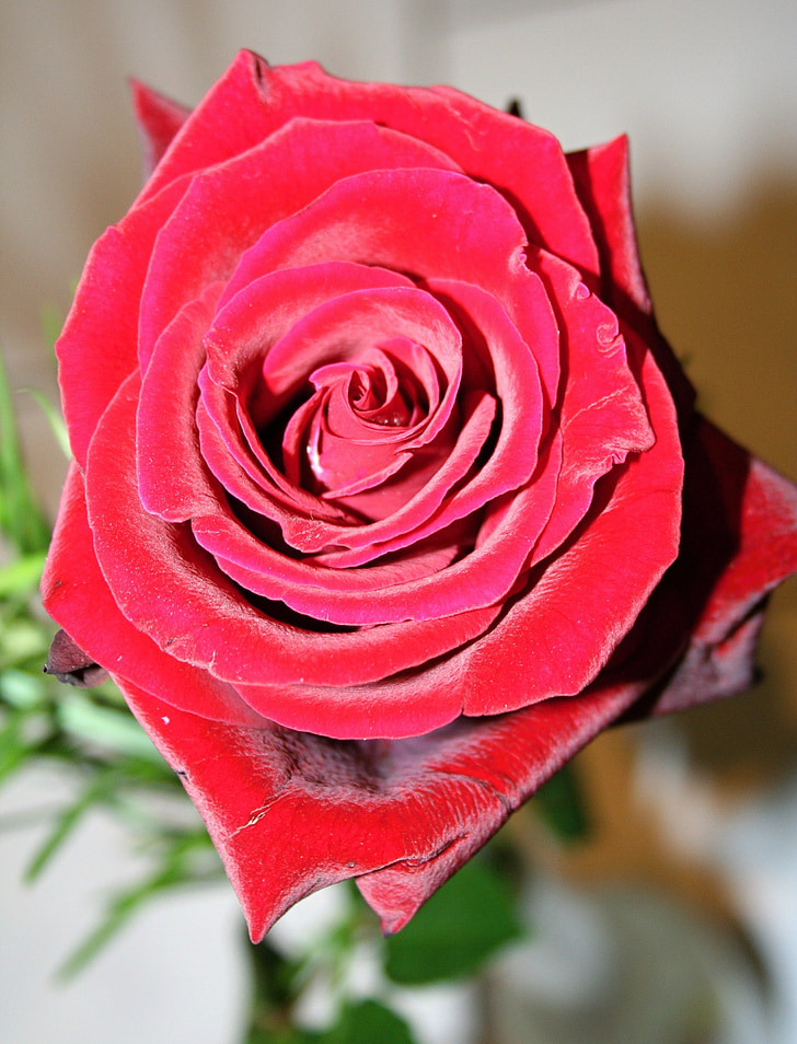 Rosa, flor, flors roses, rosa vermella, natura, pètal, macro