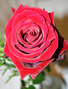 rosa, fiore, Fioriture Rose, rosa rossa, natura, petalo, macro