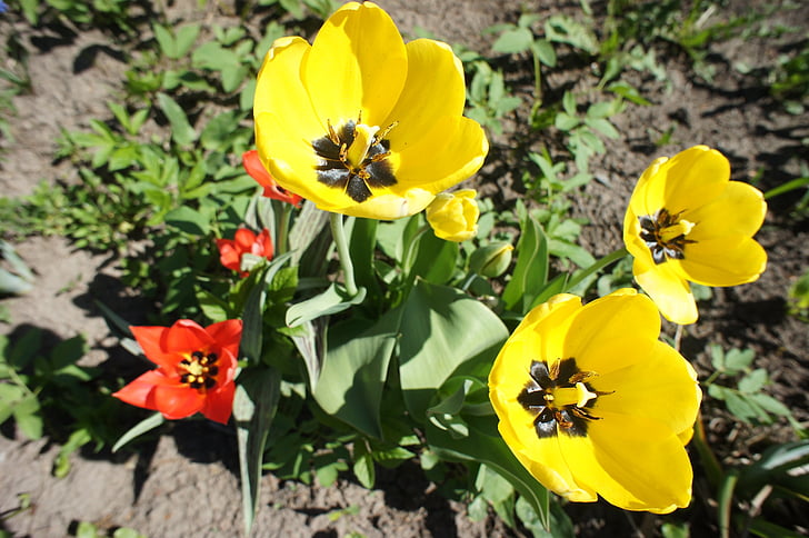 tulipaner, blomster, hage, våren, natur, lyse, blomst