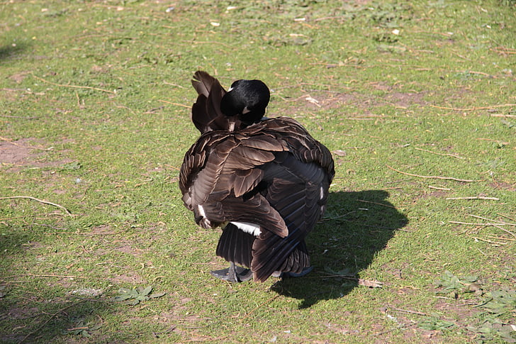 duck, bird, waterfowl, clean bird