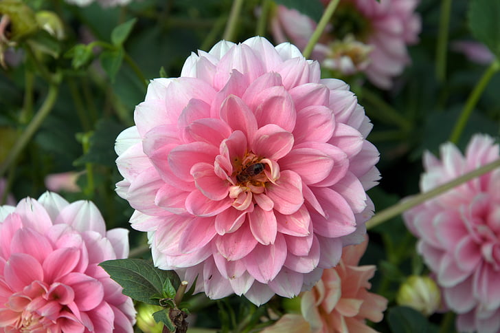 rosa, Dahlia, flor, flores, Pétalo, brillante, abeja