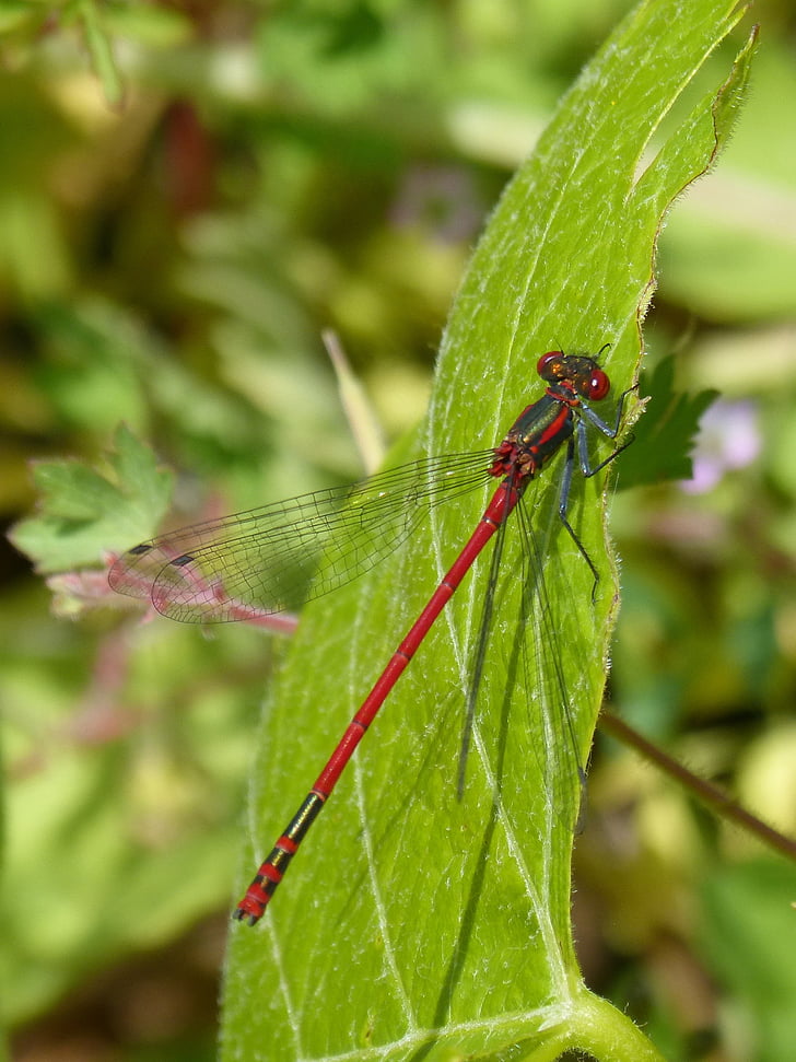 sarkans spāre, pyrrhosoma nymphula, Damselfly, espiadimonis, lidojošu insektu, kukainis, daba
