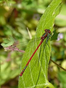 Capung Merah, pyrrhosoma nymphula, damselfly, espiadimonis, serangga terbang, serangga, alam
