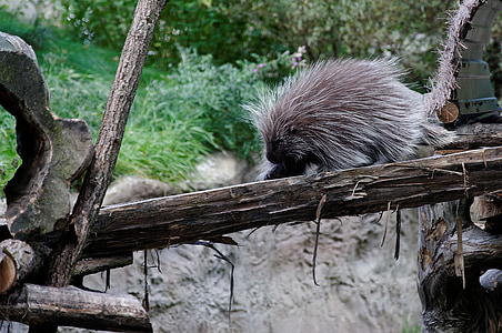 porcupines, Porcupine, Logga in, inhägnad, djur, Zoo, Zooma gelsenkirchen