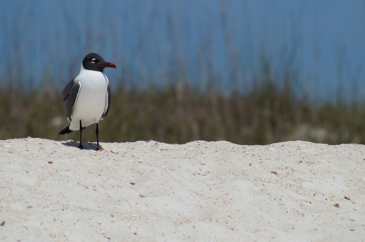 bird, beach, sea, nature, wildlife, animal, outdoors
