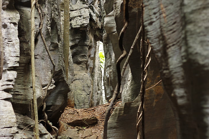 Lapa antão seu, Pedro leopoldo, escalada, sota lapinha, natura, arbre, bosc
