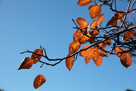 красный, оранжевый, небо, листья, дерево, Осень, лист