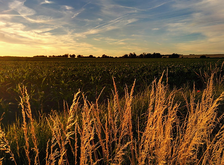 landscape, sunset, field, evening, sky