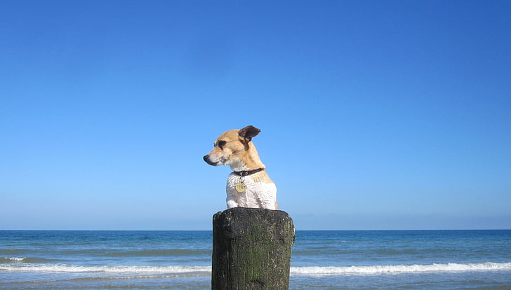 παραλία, Άμμος, κατοικίδιο ζώο, jackrussell, γραβάτα, σκυλάκι, σκύλος