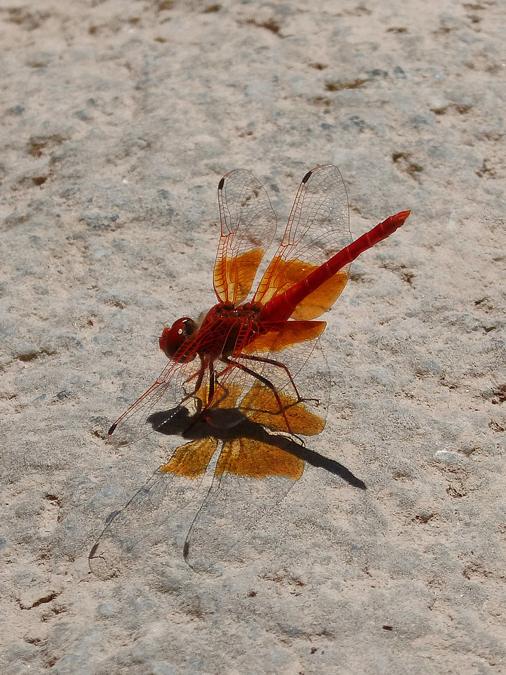 red dragonfly, shadow cast, dragonfly, translucent wings, rock