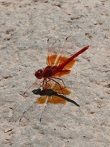 Rode waterjuffer, schaduw cast, Dragonfly, doorschijnende vleugels, Rock