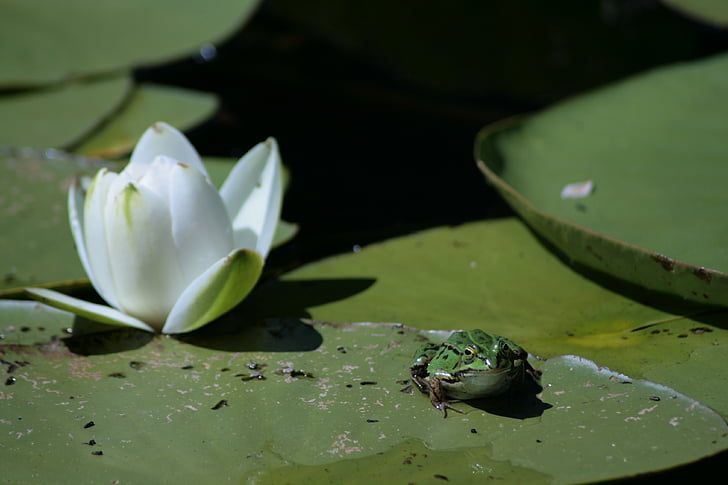 frog, lotus, green, water