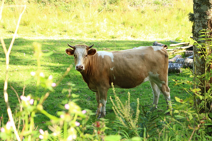 cow, pasture, meadow, cows, animal, alm, nature