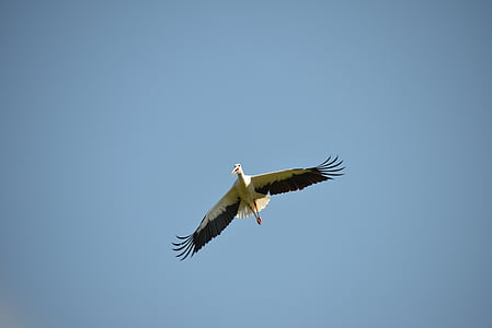 fly, stork, bird, animal, rattle stork, white stork, nature