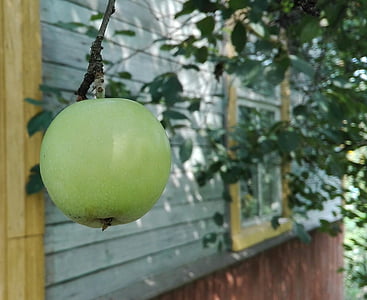 яблоко, урожай, Природа, фрукты, питание, свежесть, спелый