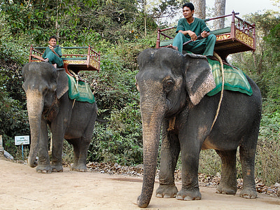 코끼리, 캄보디아, 동물, 짐을 끄는 짐승, 코끼리, 관광