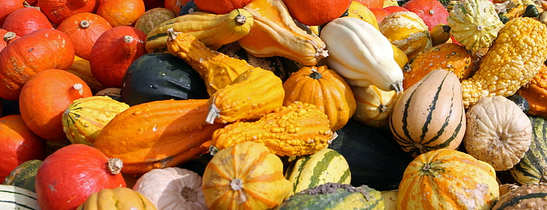 κολοκύθες, το φθινόπωρο, Οκτώβριος, συγκομιδή, λαχανικά, πορτοκαλί, πολύχρωμο