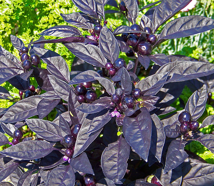 roślina, fioletowy, pozostawia, jagody, Capsicum annuum, Czarna perła, Capsicum annuum Czarna perła