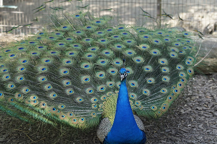 Peacock, Nam giới, Nam, con chim, bánh xe, đánh bại rad, bộ lông