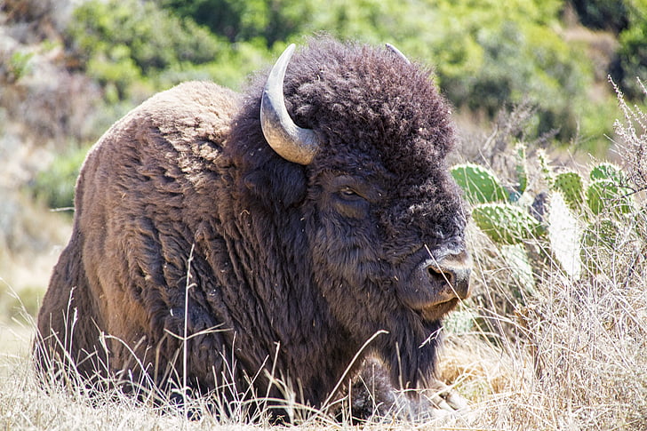 bison, Buffalo, dier, dieren in het wild, gras, Stier, hoorns