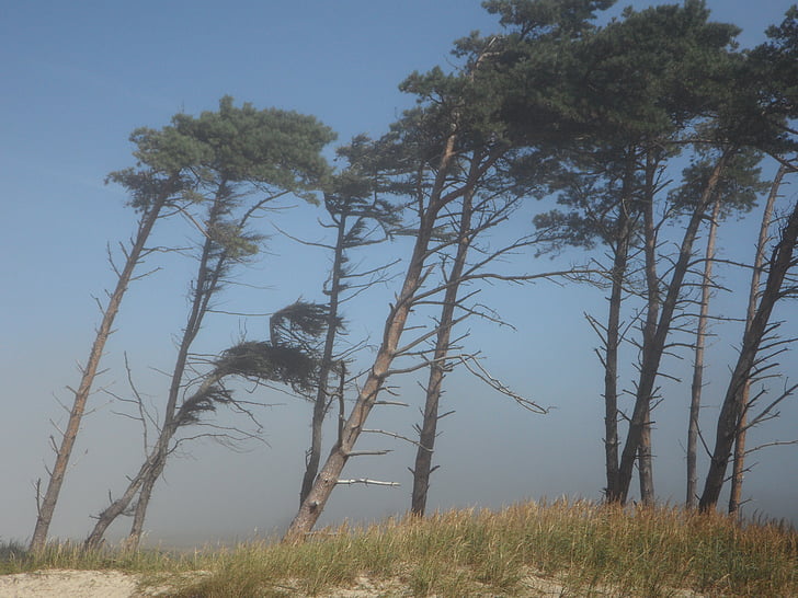 windfluechter, вятър, дървета, крайбрежие, плаж, море, Балтийско море