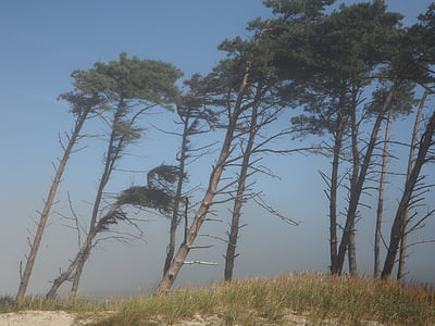 windfluechter, vento, árvores, Costa, praia, mar, Mar Báltico