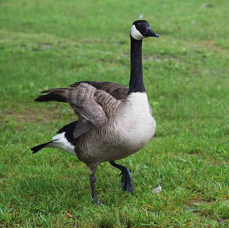 goose fluffing wings, waterfowl, bird, animal, group, nature, wild