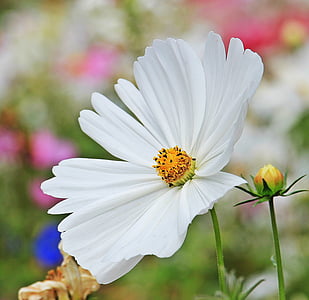 คอสมอส, ดอกคอสมอสแห่ง, ต้นเดซี่, ดอกไม้, ดอก, บาน, ดอกไม้สีขาว