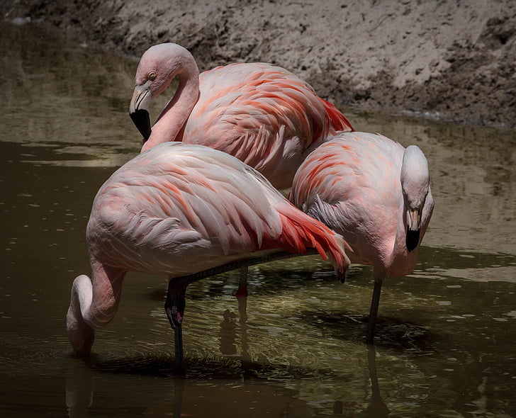 Flamingo, roze flamingo 's, wading bird, kudde, veren, rust, voeding