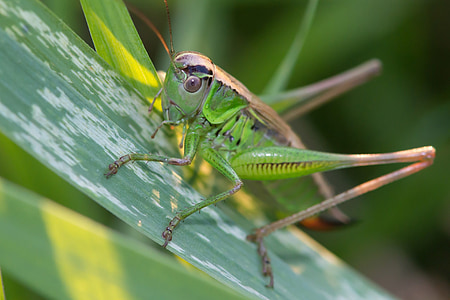 grasshopper, meadow, grass, insects, jumping, green, antennae