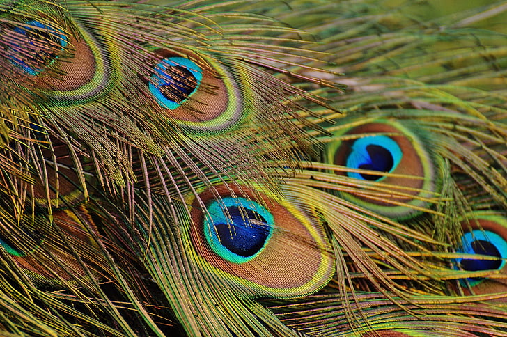 plumas de pavo real, pavo real, pájaro, aves de corral, pluma, proyecto de ley, naturaleza