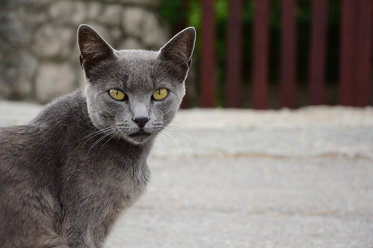 mačka, Santander, pet, mačji, domače živali, Mačkica, srečanje
