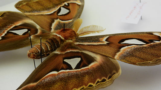 attacus atlas, martinac, motýľ, saturnidae, Tropický motýľ, Príprava, exponát