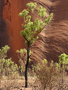 树, 岩石, 澳大利亚, 内陆地区, 草原, 乌卢鲁, ayersrock