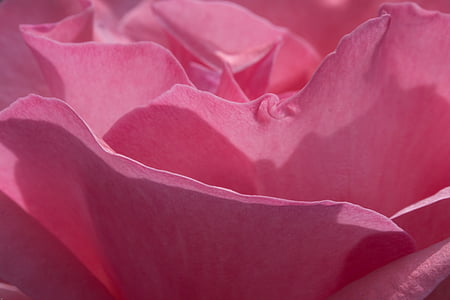 Rózsa, Blossom, Bloom, piros, rózsa virágzik, rózsaszín, zár