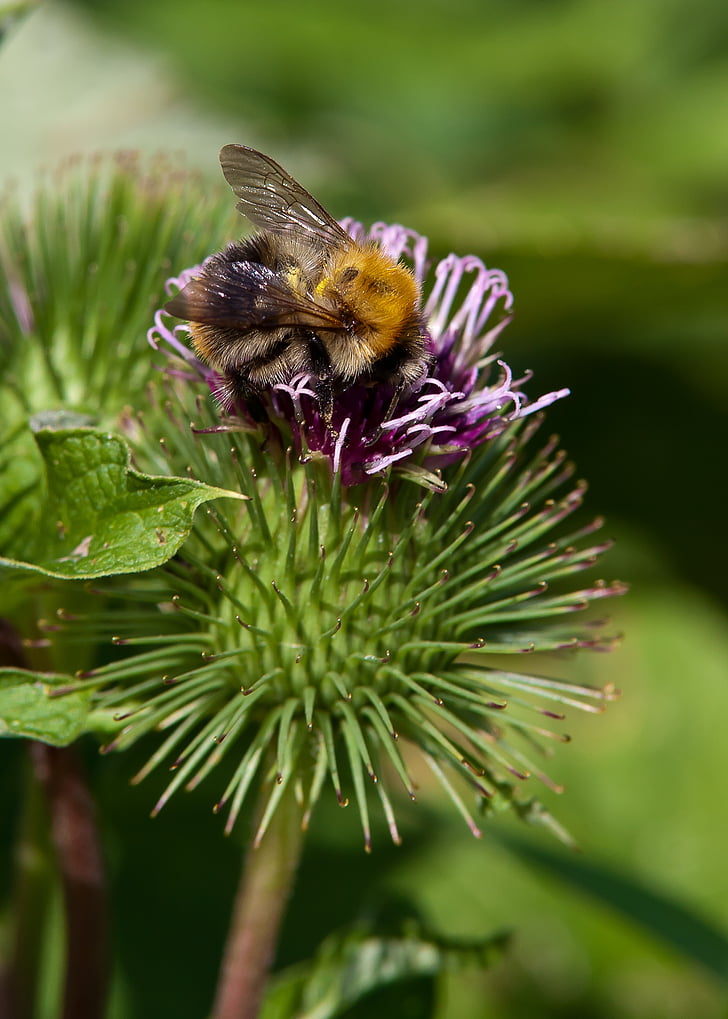 hummel, insect, flower, bee, nature, summer, blossom