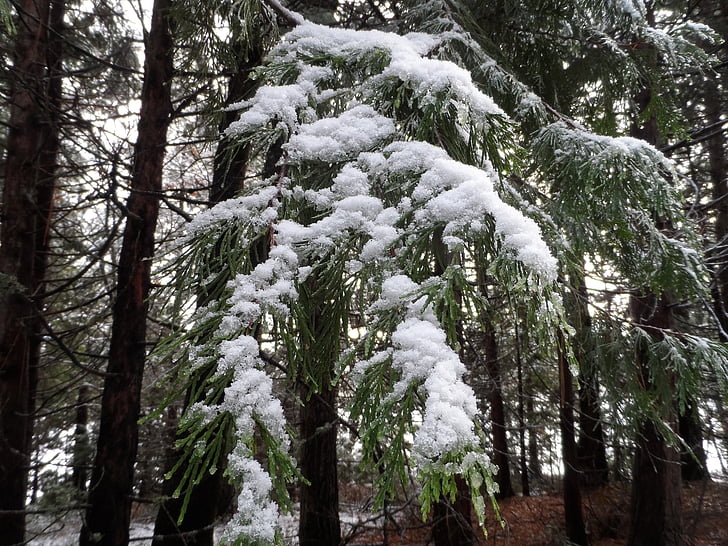 pine trees, snow, pine, winter, tree, cold, nature