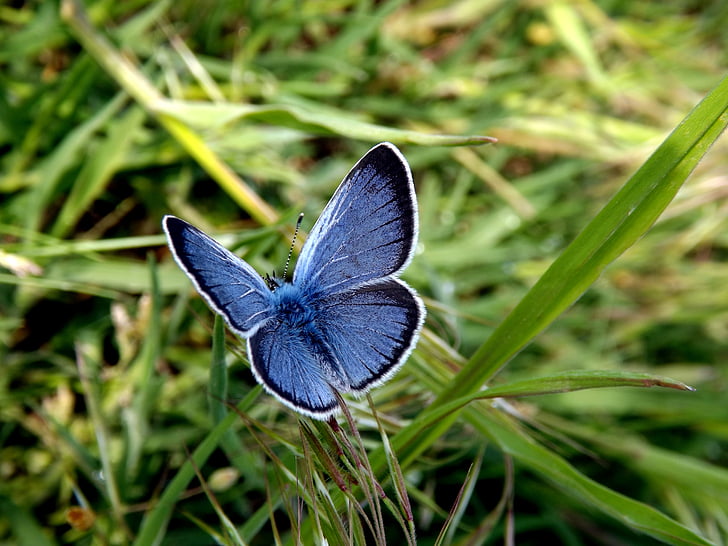 sommerfugl, blå, vinger, insecta, grøn, natur, insekt