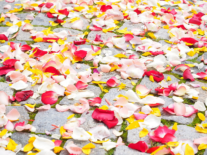 petali di rosa, petali di, matrimonio, rosso, amore, Rose di dispersione, a dispersione