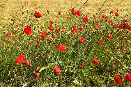 poppy, meadow, red poppy, summer, red, klatschmohn, blossom
