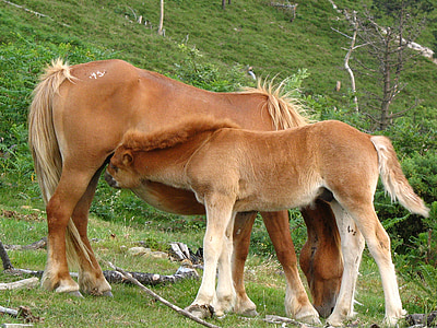 nature, horses, colt, pastures, mammals, horse, farm