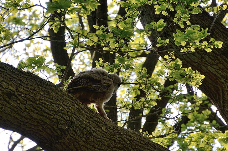 Eagle owl, mladý pták, hnízdo, duvenstedter potok