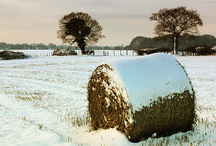 snow, hay, bale, winter, nature, white, season