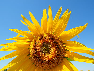 sun flower, flower, blossom, bloom, yellow, inflorescence, flower basket