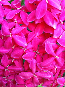 flower, pink, fresh, floral, nature, petals, plant