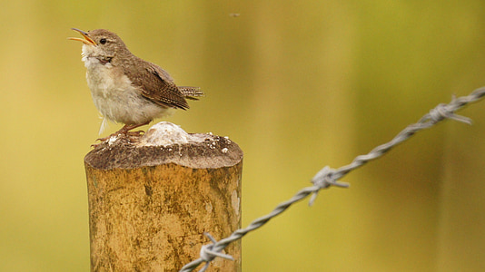naturen, fåglar, guatica, Colombia