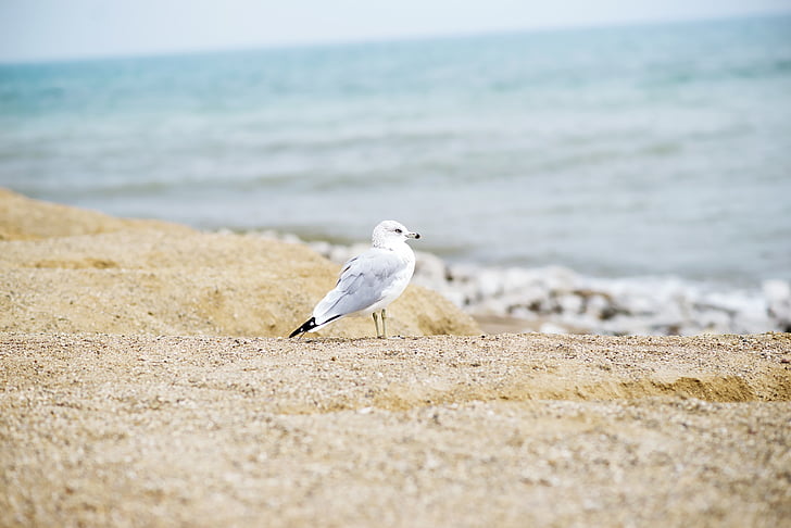 Gavina, al costat del mar, ocell, platja, oceà, vida silvestre, animal
