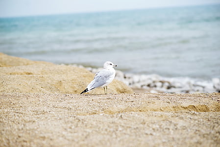 seagull, seaside, bird, beach, ocean, wildlife, animal